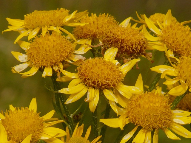 What are the top reasons to use arnica essential oil for skincare?