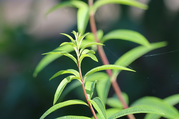 lemongrass plant.