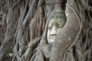 a peepal tree with budha's face.