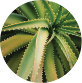 Aloe vera