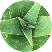 ALGAE-ALOE GEL