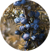 Juniper berry