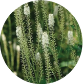 Black cohosh