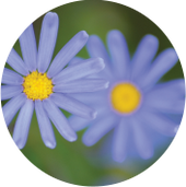 Blue Chamomile