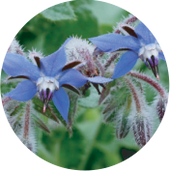 Borage