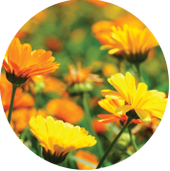 Calendula