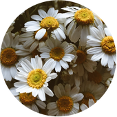 Chamomile