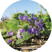 Clary Sage