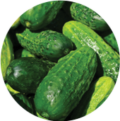 Cucumber