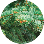 Fir Needle purifies