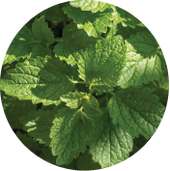 Lemon Balm