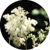 Meadowsweet