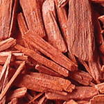 Red sandalwood