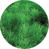 Shavegrass