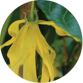 Ylang ylang