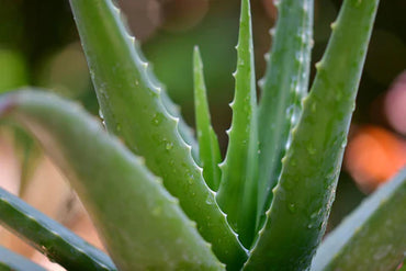 cactus plant.