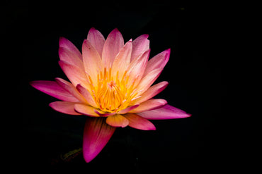 6 Surprising Gifts Of Nature From White Rose And Pink Lotus