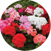 Rose-geranium