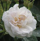Rose alba